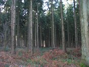 summer photograph walks-reichswaldimg_2405.jpg