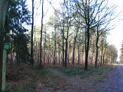 summer photograph walks-reichswaldimg_2407.jpg