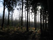 summer photograph walks-reichswaldimg_2412.jpg