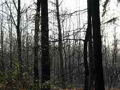 summer photograph walks-reichswaldimg_2413.jpg