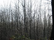summer photograph walks-reichswaldimg_2414.jpg
