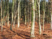 summer photograph walks-reichswaldimg_2415.jpg