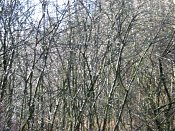 summer photograph walks-reichswaldimg_2417.jpg