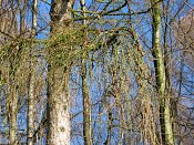 summer photograph walks-reichswaldimg_2418.jpg