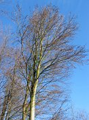 summer photograph walks-reichswaldimg_2420.jpg