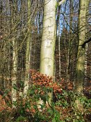 summer photograph walks-reichswaldimg_2421.jpg