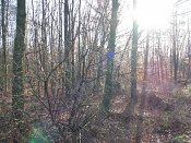 summer photograph walks-reichswaldimg_2441.jpg