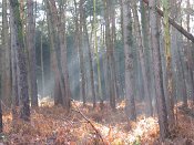 summer photograph walks-reichswaldimg_2467.jpg