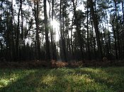summer photograph walks-reichswaldimg_2470.jpg