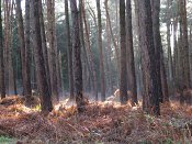 summer photograph walks-reichswaldimg_2471.jpg