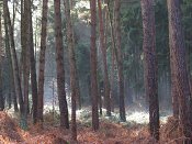 summer photograph walks-reichswaldimg_2472.jpg