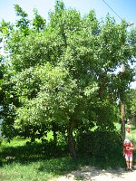 summer photograph Amandel__Prunus_dulcis_Prunus_amygdalus__Almondimg_1247.jpg