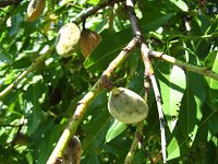summer photograph Amandel__Prunus_dulcis_Prunus_amygdalus__Almondimg_1249.jpg