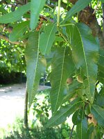 summer photograph Amandel__Prunus_dulcis_Prunus_amygdalus__Almondimg_1255.jpg