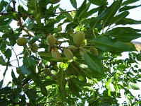summer photograph Amandel__Prunus_dulcis_Prunus_amygdalus__Almondimg_1262.jpg