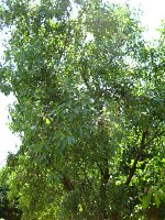 summer photograph Amandel__Prunus_dulcis_Prunus_amygdalus__Almondimg_1264.jpg
