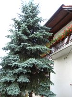 summer photograph Blauwe_spar__Picea_pungens__Blue_spruceimg_1199.jpg