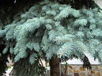 summer photograph Blauwe_spar__Picea_pungens__Blue_spruceimg_1200.jpg