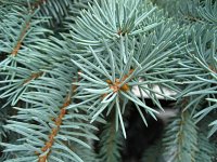 summer photograph Blauwe_spar__Picea_pungens__Blue_spruceimg_1201.jpg