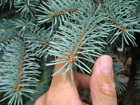 summer photograph Blauwe_spar__Picea_pungens__Blue_spruceimg_1202.jpg