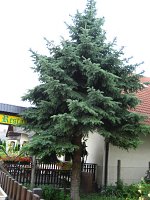 summer photograph Blauwe_spar__Picea_pungens__Blue_spruceimg_1203.jpg