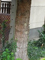 summer photograph Blauwe_spar__Picea_pungens__Blue_spruceimg_1204.jpg