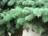 summer photograph Blauwe_spar__Picea_pungens__Blue_spruceimg_1205.jpg