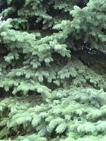 summer photograph Blauwe_spar__Picea_pungens__Blue_spruceimg_1206.jpg