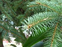 summer photograph Blauwe_spar__Picea_pungens__Blue_spruceimg_1207.jpg