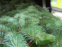 summer photograph Blauwe_spar__Picea_pungens__Blue_spruceimg_1208.jpg