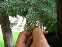 summer photograph Blauwe_spar__Picea_pungens__Blue_spruceimg_1209.jpg