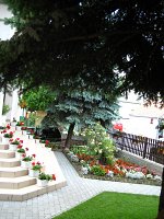 summer photograph Blauwe_spar__Picea_pungens__Blue_spruceimg_1211.jpg