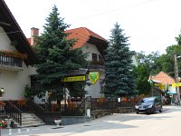 summer photograph Blauwe_spar__Picea_pungens__Blue_spruceimg_1215.jpg