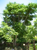 summer photograph Hemelboom__Ailanthus_altissima__Tree_of_heavenimg_1291.jpg