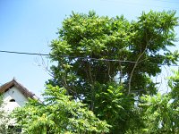 summer photograph Hemelboom__Ailanthus_altissima__Tree_of_heavenimg_1292.jpg