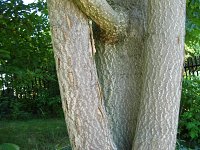 summer photograph Hemelboom__Ailanthus_altissima__Tree_of_heavenimg_1293.jpg