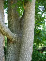 summer photograph Hemelboom__Ailanthus_altissima__Tree_of_heavenimg_1294.jpg