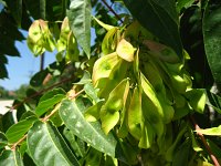 summer photograph Hemelboom__Ailanthus_altissima__Tree_of_heavenimg_1295.jpg
