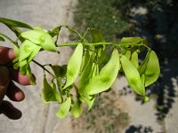 summer photograph Hemelboom__Ailanthus_altissima__Tree_of_heavenimg_1296.jpg