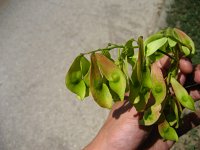 summer photograph Hemelboom__Ailanthus_altissima__Tree_of_heavenimg_1297.jpg