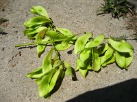summer photograph Hemelboom__Ailanthus_altissima__Tree_of_heavenimg_1298.jpg