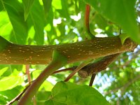 summer photograph Hemelboom__Ailanthus_altissima__Tree_of_heavenimg_1299.jpg