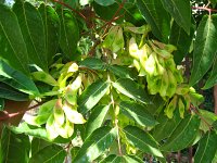 summer photograph Hemelboom__Ailanthus_altissima__Tree_of_heavenimg_1300.jpg