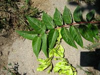 summer photograph Hemelboom__Ailanthus_altissima__Tree_of_heavenimg_1301.jpg
