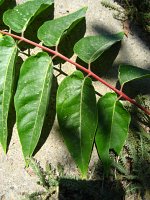 summer photograph Hemelboom__Ailanthus_altissima__Tree_of_heavenimg_1302.jpg