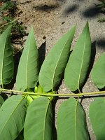 summer photograph Hemelboom__Ailanthus_altissima__Tree_of_heavenimg_1303.jpg