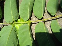 summer photograph Hemelboom__Ailanthus_altissima__Tree_of_heavenimg_1304.jpg