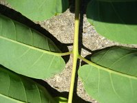 summer photograph Hemelboom__Ailanthus_altissima__Tree_of_heavenimg_1305.jpg