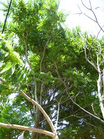 summer photograph Hemelboom__Ailanthus_altissima__Tree_of_heavenimg_1306.jpg