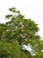 summer photograph Hemelboom__Ailanthus_altissima__Tree_of_heavenimg_1341.jpg